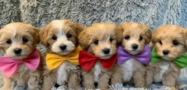 Malti Poo Ci Nsi Sevi Mli Yavrular