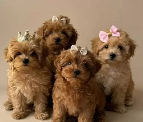 Malti Poo Ci Nsi Sevi Mli Yavrular