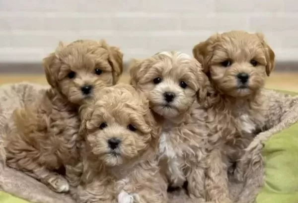 Malti Poo Ci Nsi Sevi Mli Yavrular