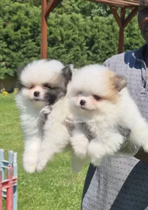 Pomerani̇an Çi̇fli̇ği̇nden Eşsi̇z Güzelli̇kte Yavrular