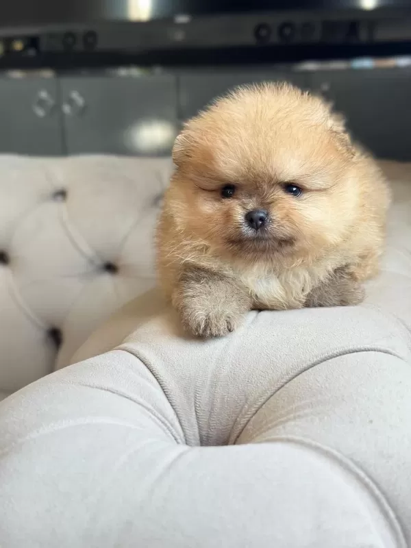 Dişi Ve Erkek Pomeranian Boo Kardeşler