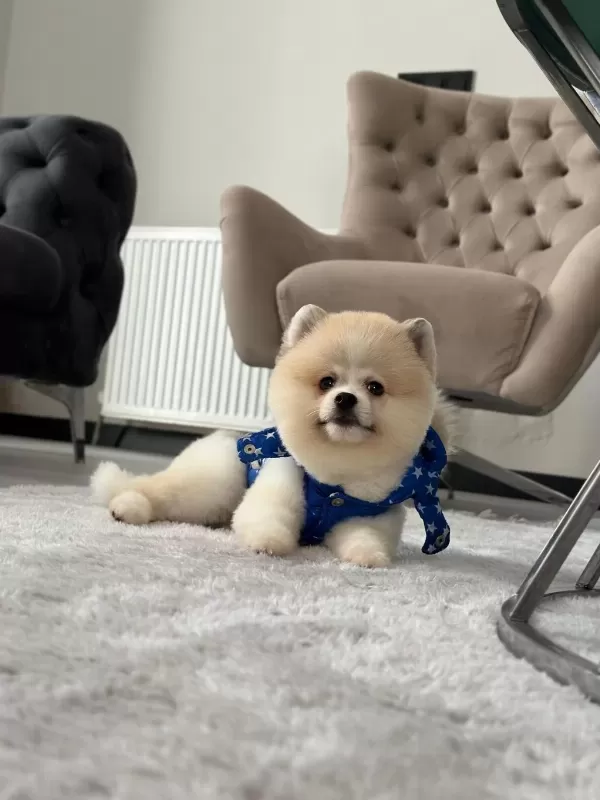Erkek Pomeranian Boo Party Colour