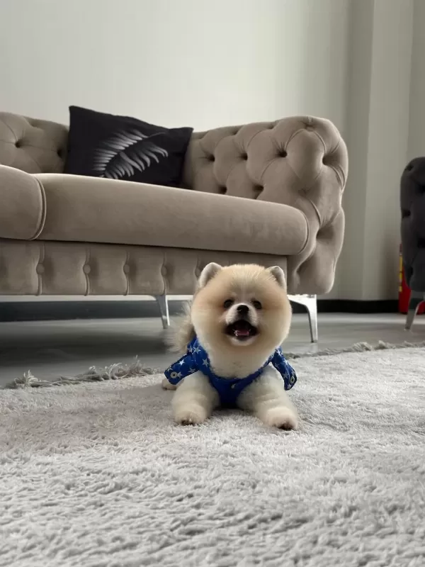 Erkek Pomeranian Boo Party Colour
