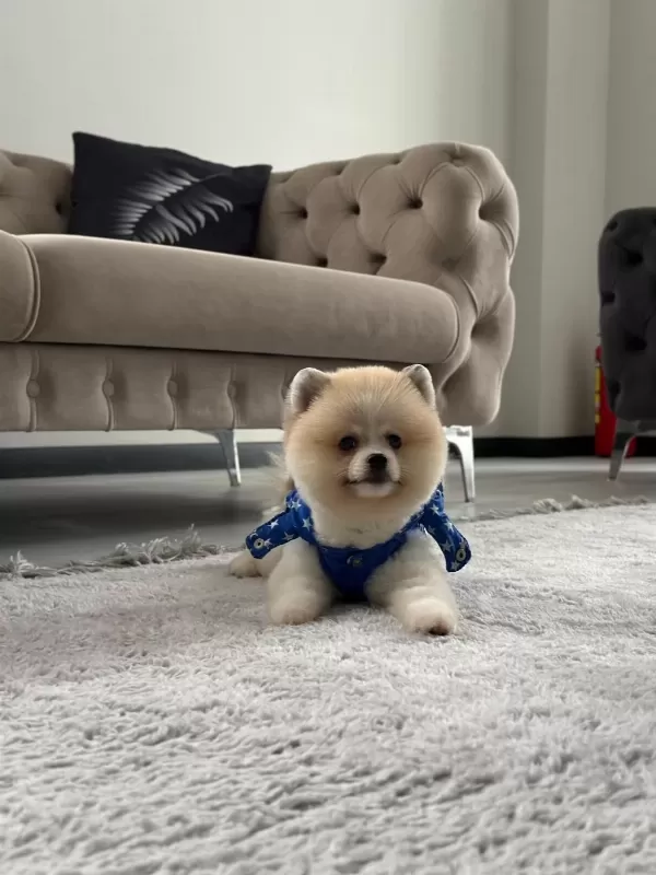 Erkek Pomeranian Boo Party Colour