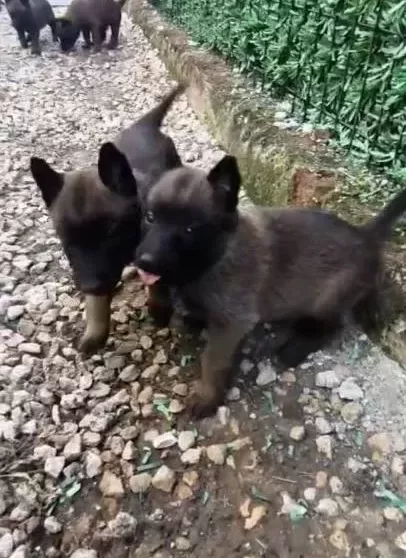 Belçika Kurdu Maskeli Ve Kaliteli