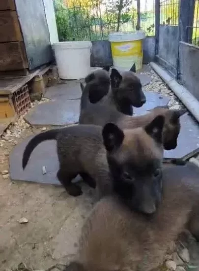 Belçika Kurdu Maskeli Ve Kaliteli