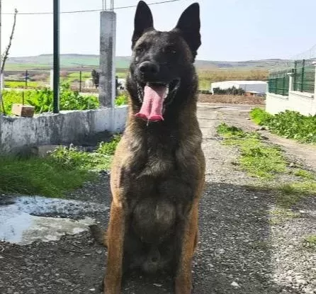 Belçika Kurdu Maskeli Ve Kaliteli