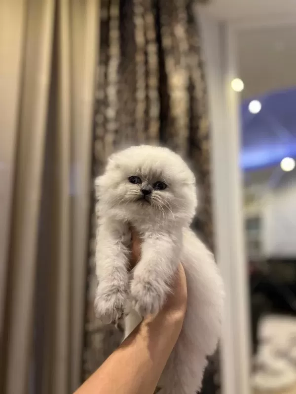 Scottish Fold Longhair Yavrularim