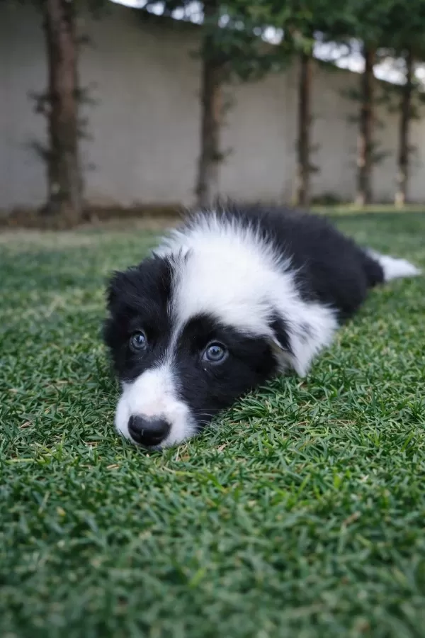 Zeka Küpü Border Collie Yavrular
