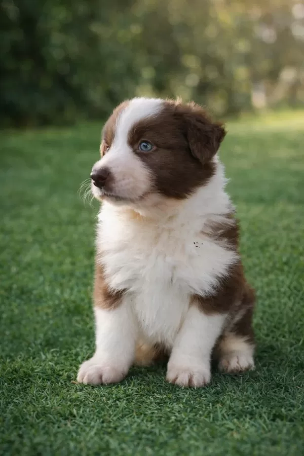 Zeka Küpü Border Collie Yavrular