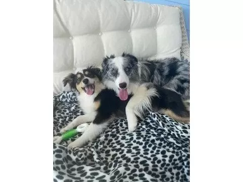 Zeka Küpü Border Collie Yavrular