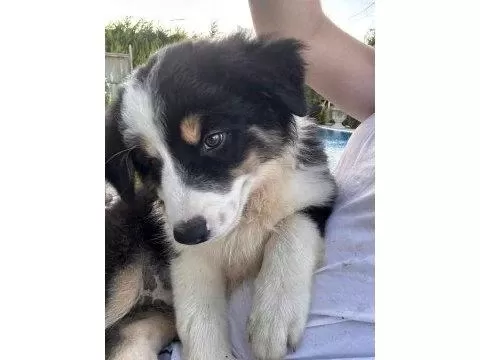 Zeka Küpü Border Collie Yavrular