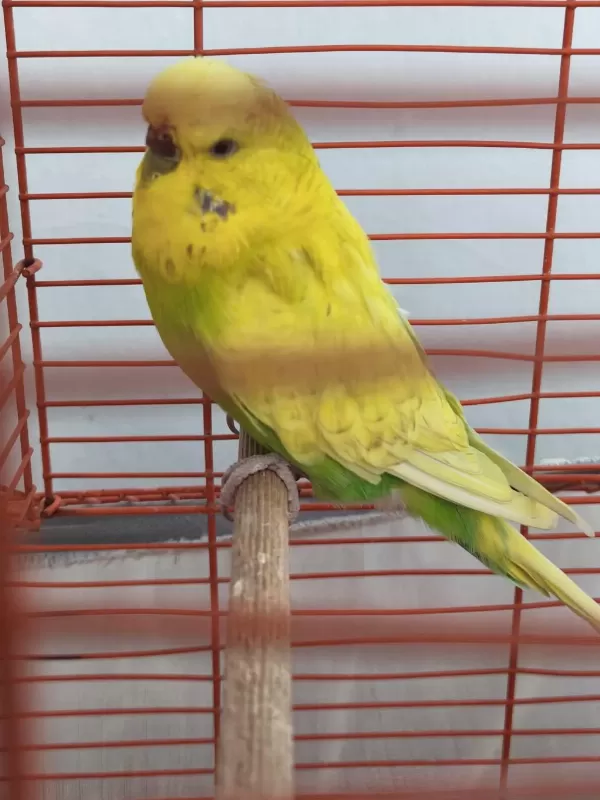 Jumbo Dişi Muhabbet Kuşu