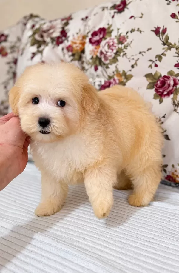 Harika Maltipoo Yavrular