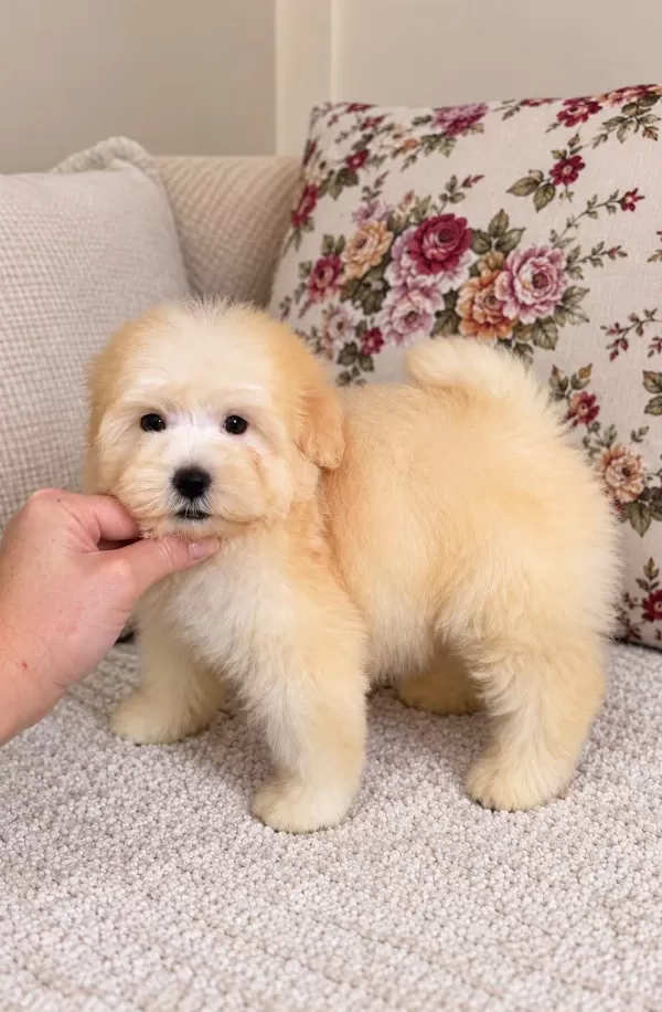 Harika Maltipoo Yavrular
