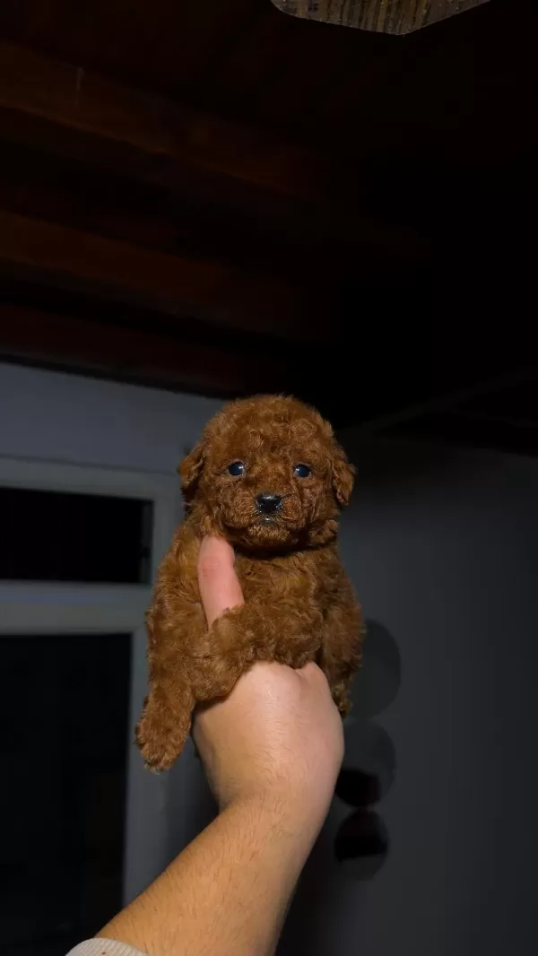 Redbrown Toypoodle Yavrular