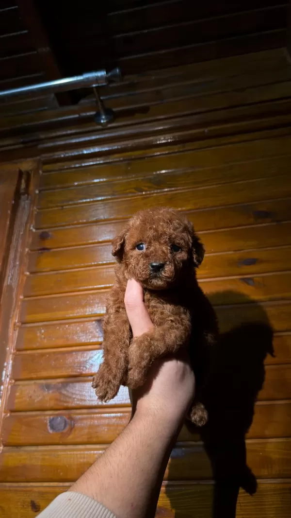 Redbrown Toypoodle Yavrular