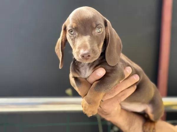 Petmode Köpek Çiftliğinden Dachshund Yavrumuz