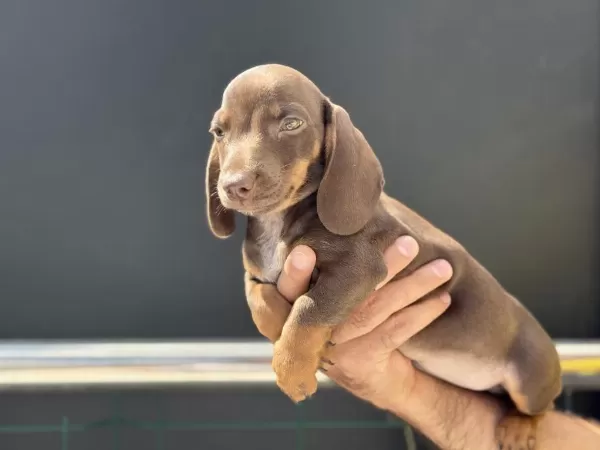 Petmode Köpek Çiftliğinden Dachshund Yavrumuz