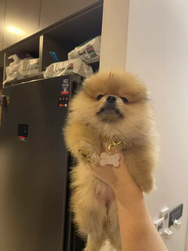 Ayı Surat 2 Aylık Pomeranian Boo İç Dış Parazit Aşılı