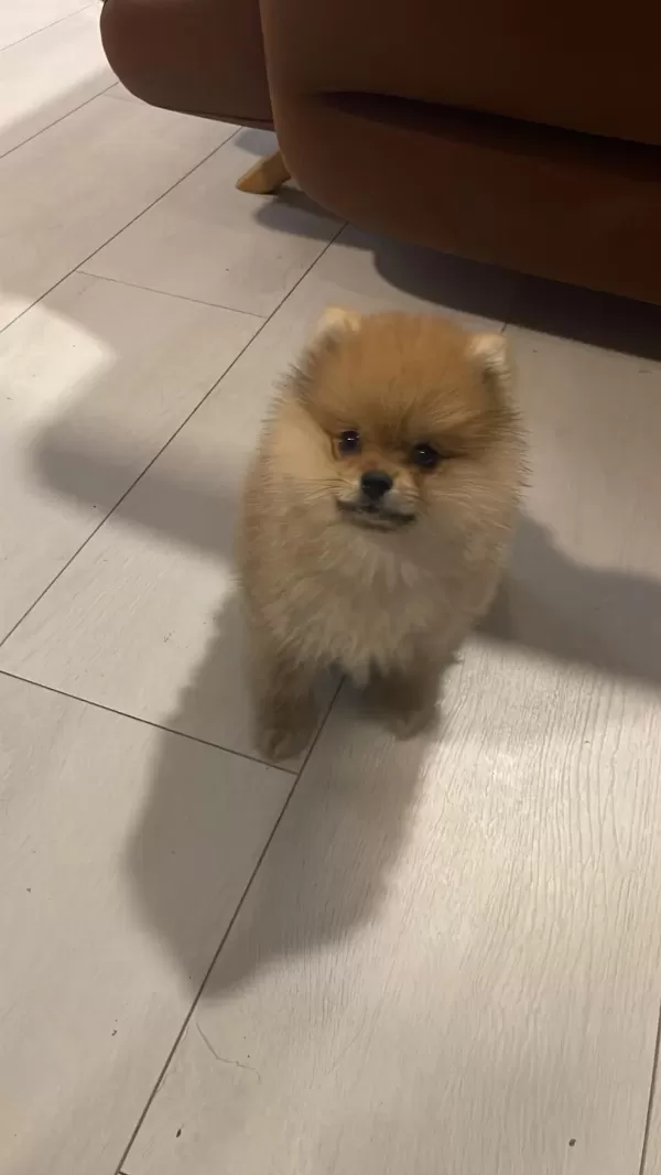 Ayı Surat 2 Aylık Pomeranian Boo İç Dış Parazit Aşılı