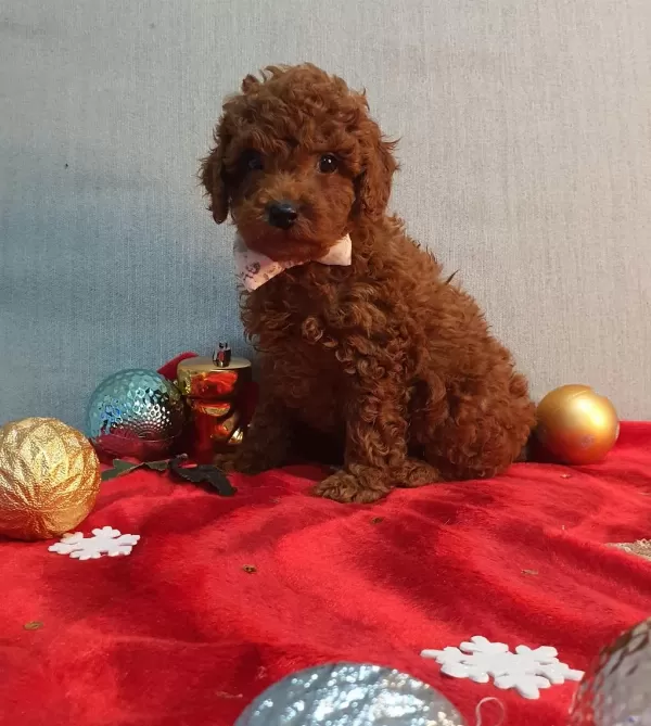 İrk Ve Sağlık Garantili Orijinal Anne Altından Poodle