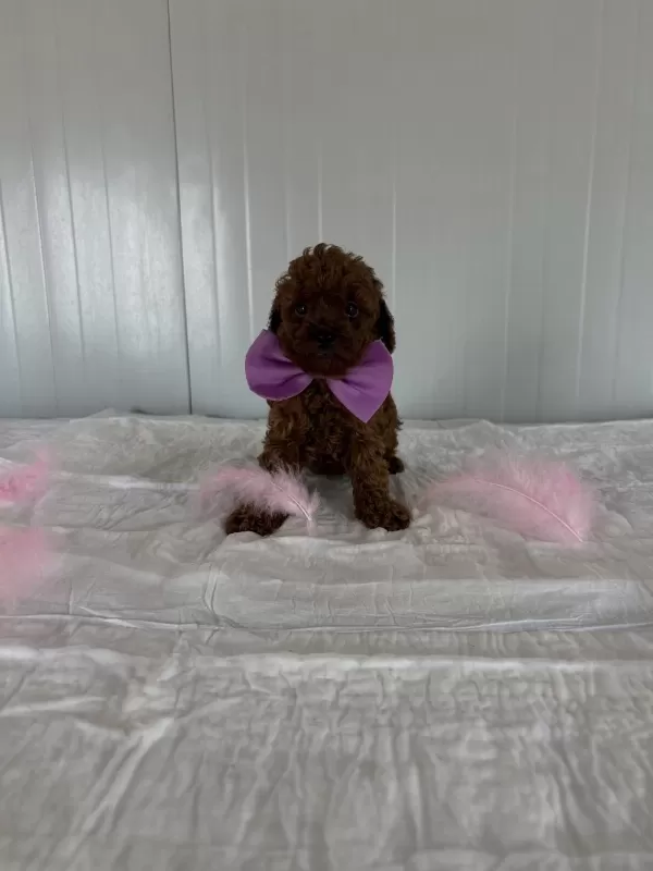 Korekan Poodle Bebekler