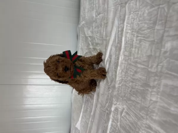 Korekan Poodle Bebekler
