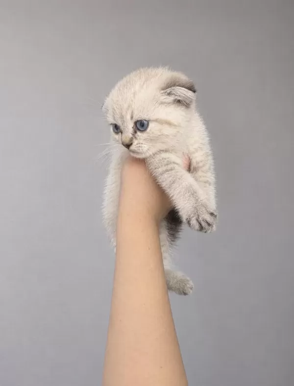Minik Scottish Fold Bebekler İlanda