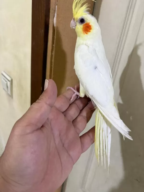 4 Aylik Eğitime Açik %100 Erkek Lutino Sultan Yavru