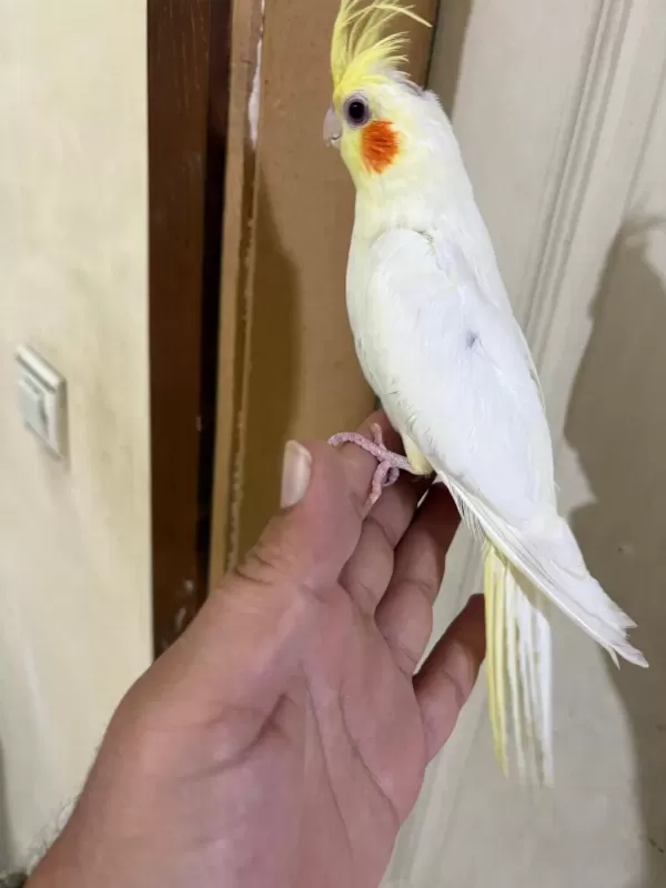 4 Aylik Eğitime Açik %100 Erkek Lutino Sultan Yavru