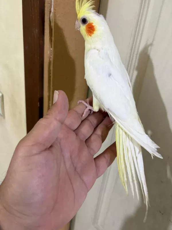 4 Aylik Eğitime Açik %100 Erkek Lutino Sultan Yavru