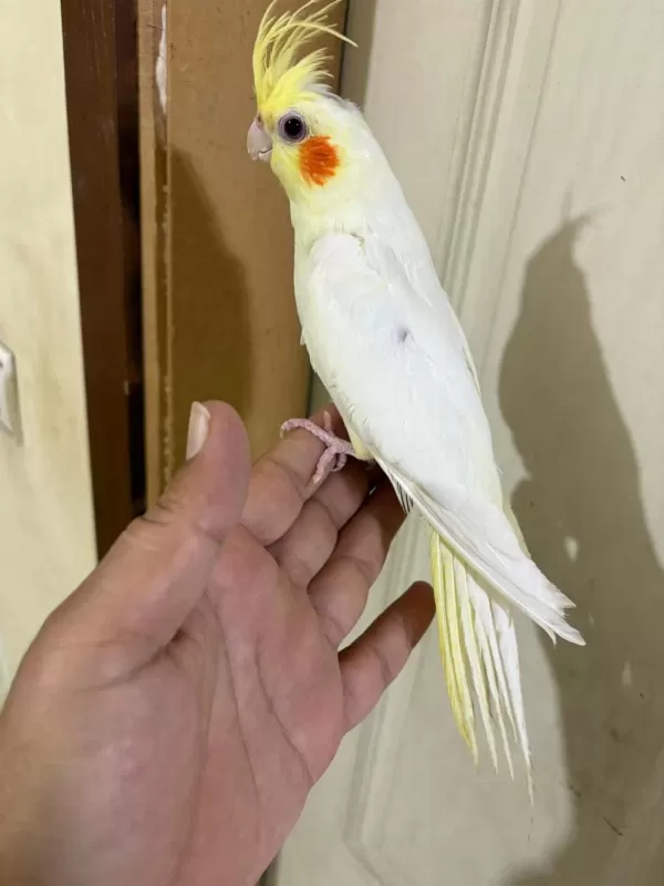 4 Aylik Eğitime Açik %100 Erkek Lutino Sultan Yavru