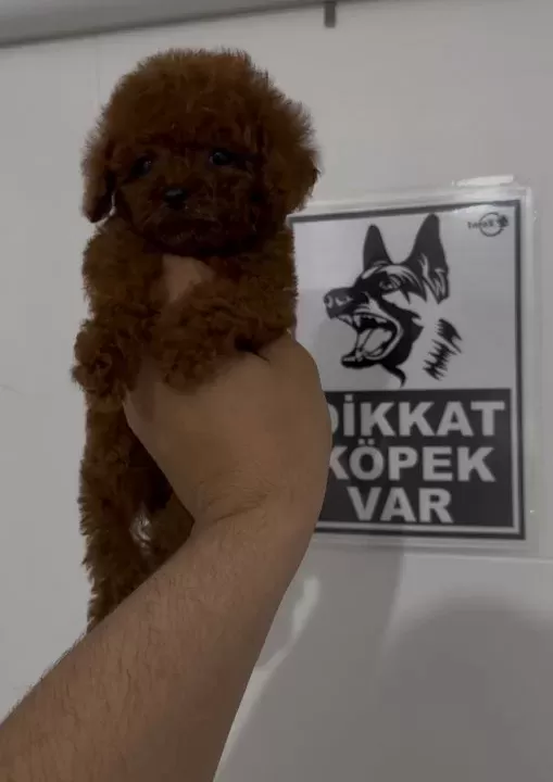 Poodle Kralliğiii