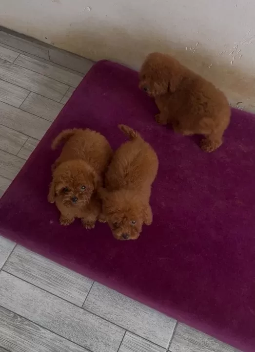 Poodle Kralliğiii