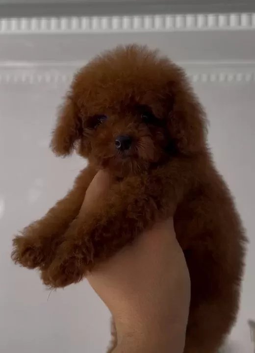 Poodle Kralliğiii