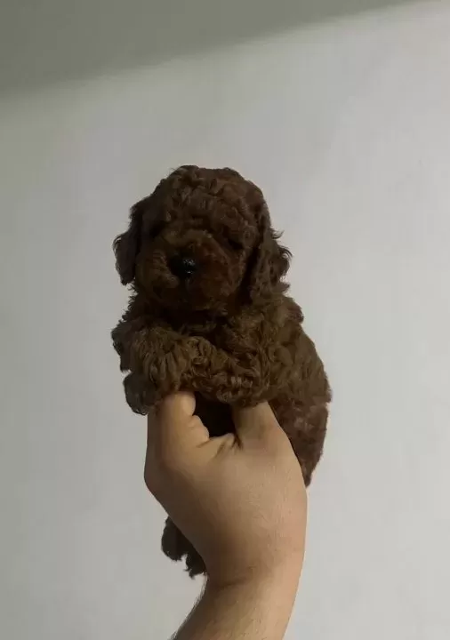 Poodle Kralliğiii