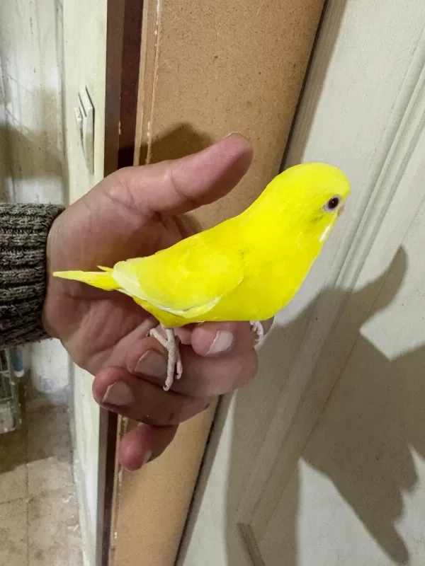 30 Günlük Lutino Bebek Muhabbet Kuşu