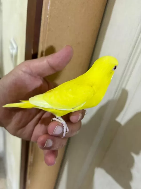 30 Günlük Lutino Bebek Muhabbet Kuşu