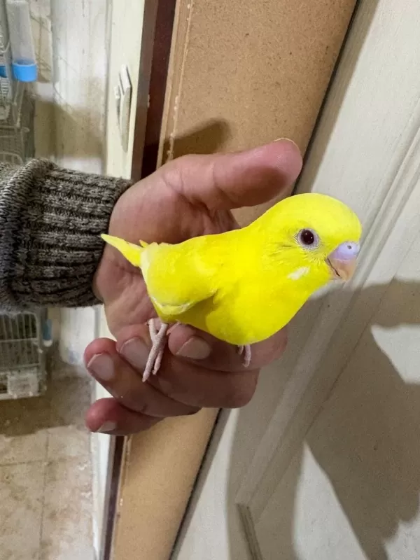 30 Günlük Lutino Bebek Muhabbet Kuşu