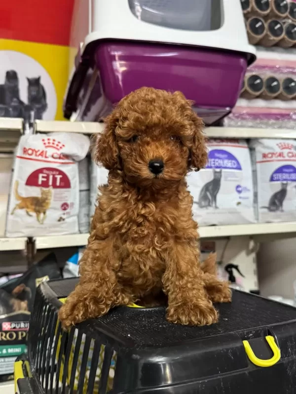 Sağlıklı Poodle Yavrularımız