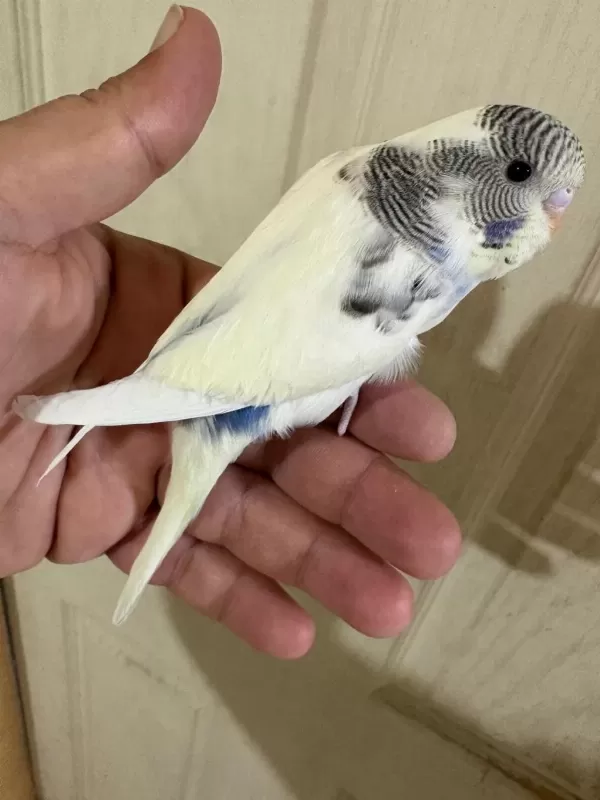 33 Günlük Dişi Bebek Muhabbet Kuşu