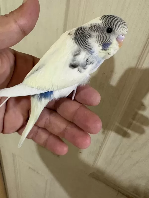 33 Günlük Dişi Bebek Muhabbet Kuşu