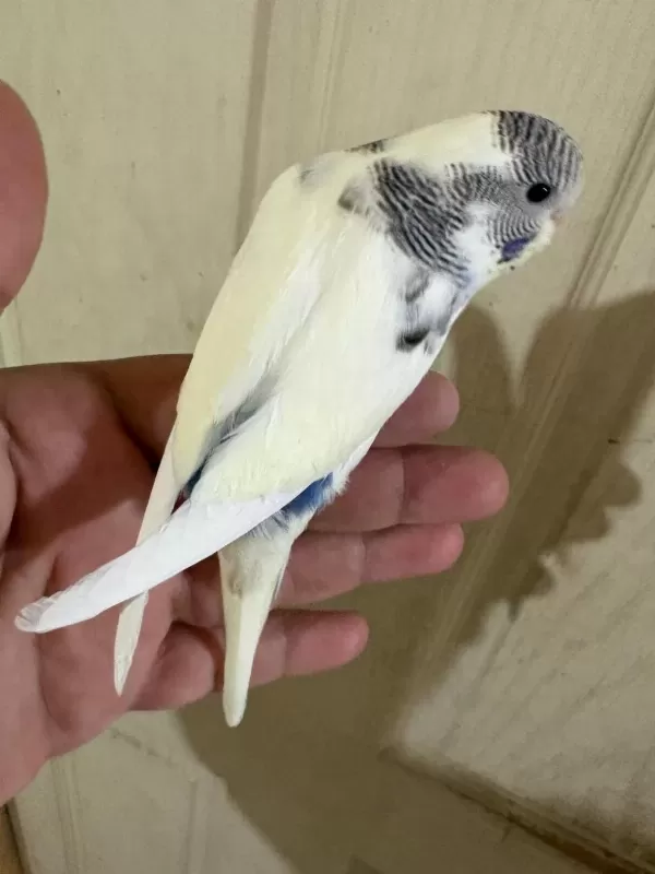 33 Günlük Dişi Bebek Muhabbet Kuşu