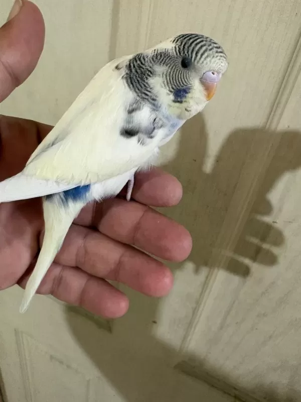33 Günlük Dişi Bebek Muhabbet Kuşu