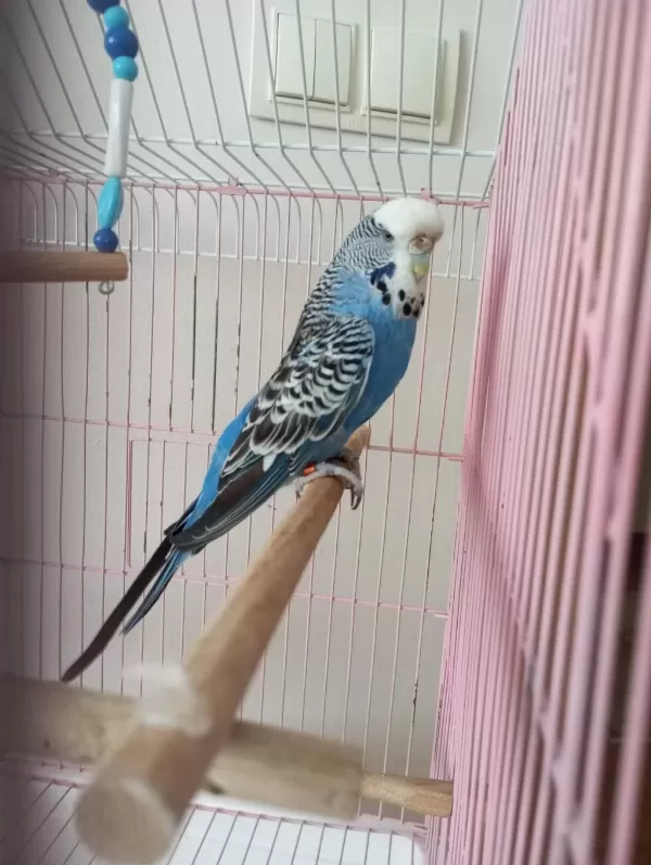 Yavru Yapmiş Büyütmüş Muhabbet Kuşlari
