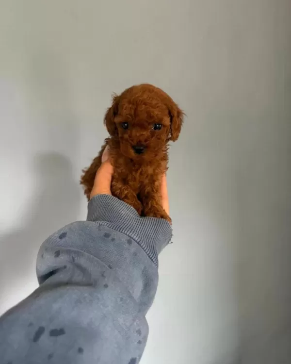 Toy Poodle Safkan Premium Yavru Köpekler