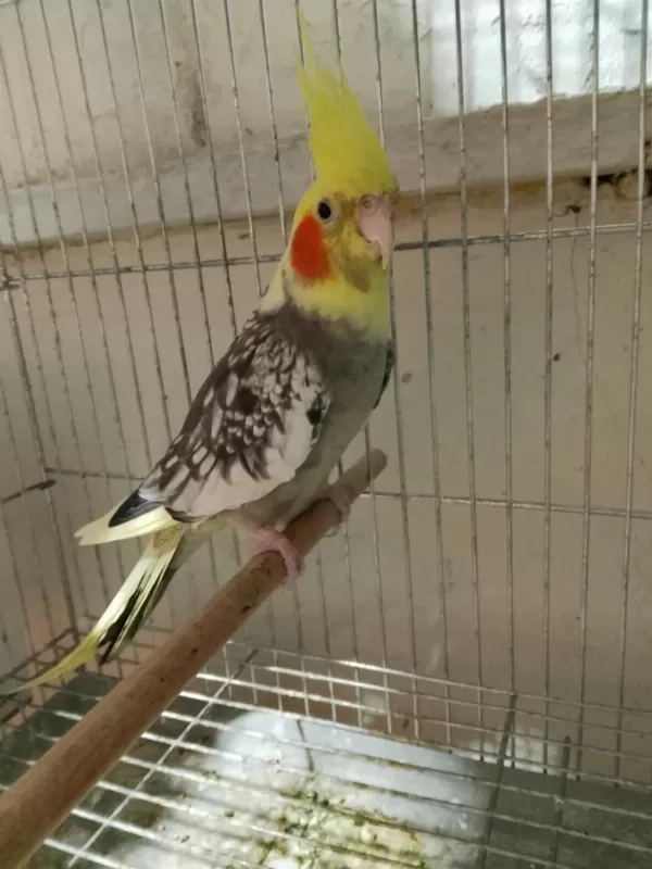 Yavru Sultan Papağanlar Oldukça Sağlıklı