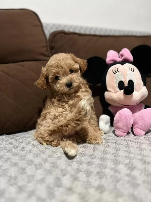 Harika Maltipoo Dişi