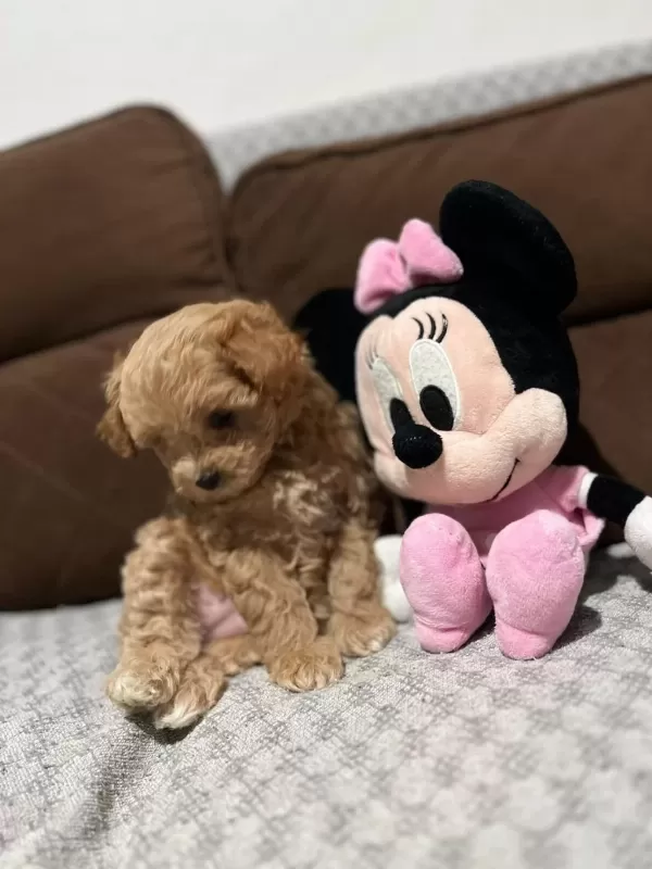 Harika Maltipoo Dişi